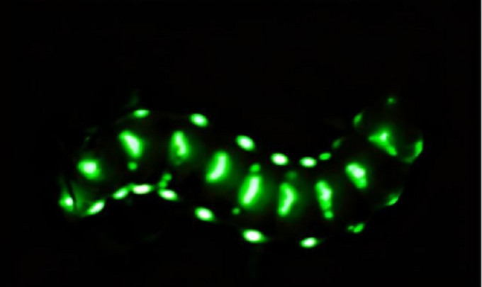 四川發現巨型螢火蟲，身上有30多個發光點。網上圖片