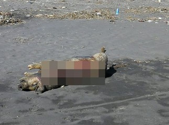 台灣宜蘭有民眾在蘭陽溪出海口沙灘發現一隻豬隻屍體。網圖