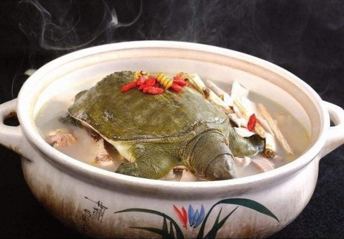 深圳不将人工繁殖饲养的龟及甲鱼列禁食范围。(网图)