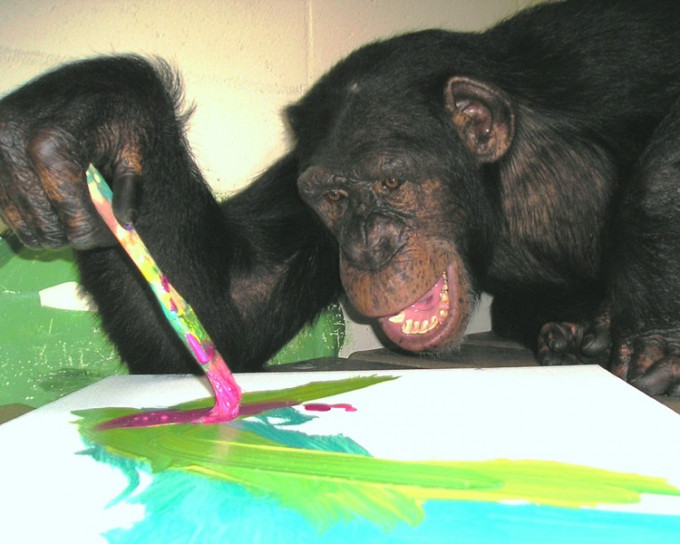 24歲䧳性猩猩Kenya懂得拿起畫筆蘸上顏料。