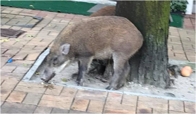 野豬在銅鑼灣散步。突發事故報料區‎網民Muimui Chui圖片
