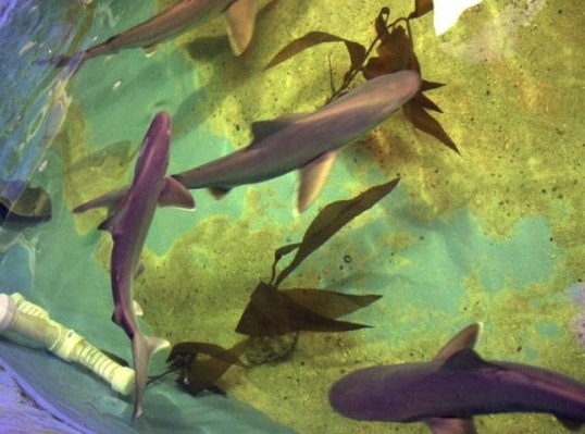 美国男子在家中地下室养殖了10条鲨鱼。 AP