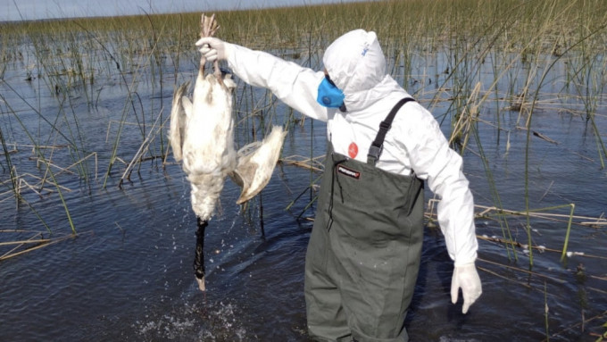 上月底在塔伊姆生态保护区发现的死亡黑颈天鹅被拾起，送往检验是否死于禽流感。 路透社
