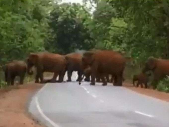 一群大象為小象送葬。　影片截圖