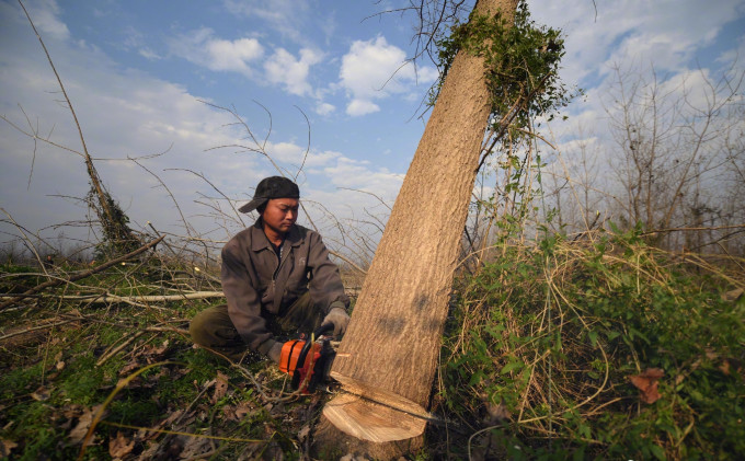 政府下令清除300万棵欧美黑杨。新华社图片