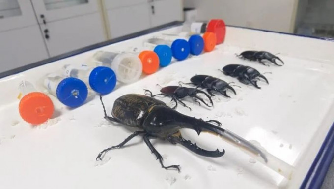 厦门海关查获23只活体甲虫，三代可繁殖超万只。