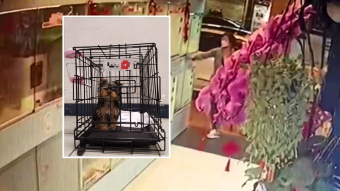 女子涉在旺角通菜街的寵物店內偷走1隻2個月大約瑟爹利犬。
