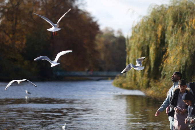 英国最新一项报告显示，3成鸟类濒危，包括欧金翅雀及家麻雀。REUTERS资料图片