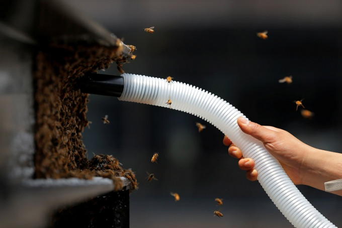 工作人员用特制吸尘机将蜜蜂吸入容器内。