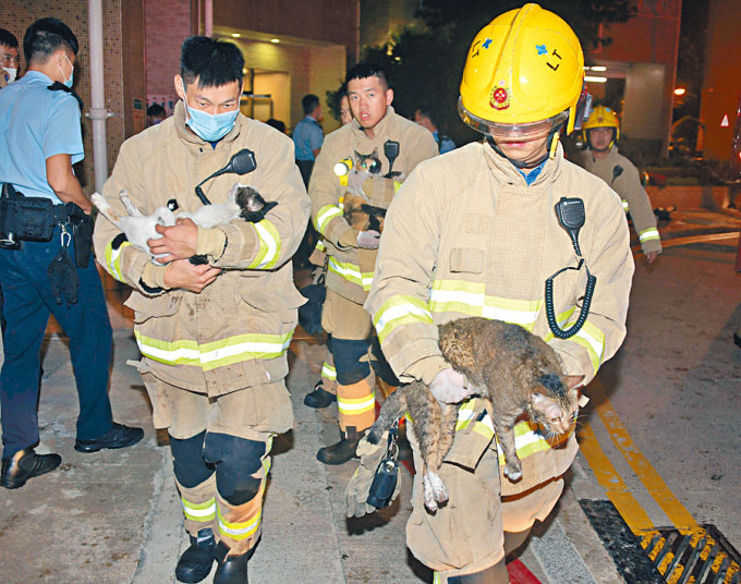 消防员在火场救出被困猫只。