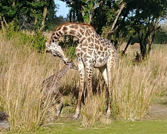 美国迪士尼乐园一只长颈鹿当众诞下宝宝。Disney's Animals, Science and Environment facebook