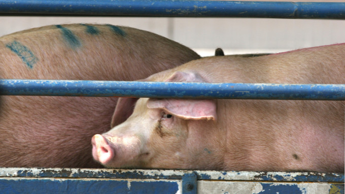 漁護署今日完成銷毀有關豬場的489頭豬隻。資料圖片