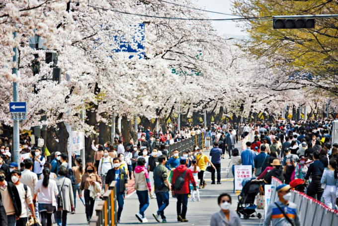 踏入樱花季节，首尔出现赏花人潮。