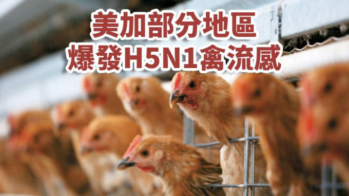 美加部分地区爆发禽H5N1禽流感。资料图片