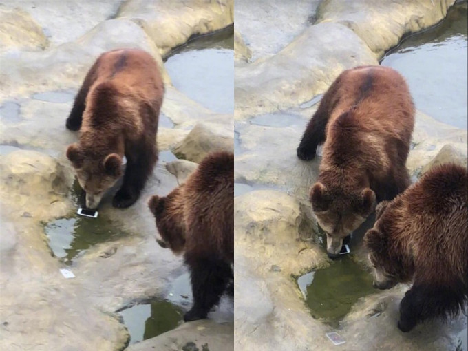 遊客誤將iPhone餵棕熊，棕熊只嗅一嗅手機，未有吃掉。網圖