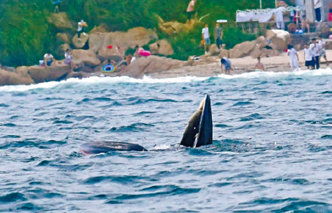■深圳网友拍到鲸鱼出现在大鹏湾岸边。