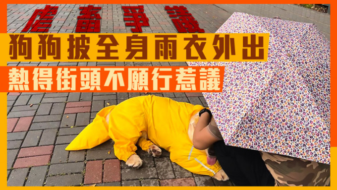 有网民上载相片，指有狗狗被披上全身雨衣外出，热得不愿再走。丽港城讨论区facebook群组
