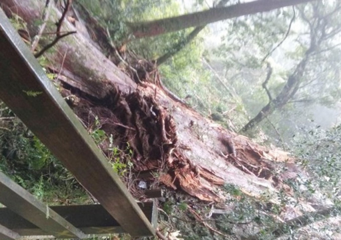 台灣千年紅檜神木倒塌。網上圖片