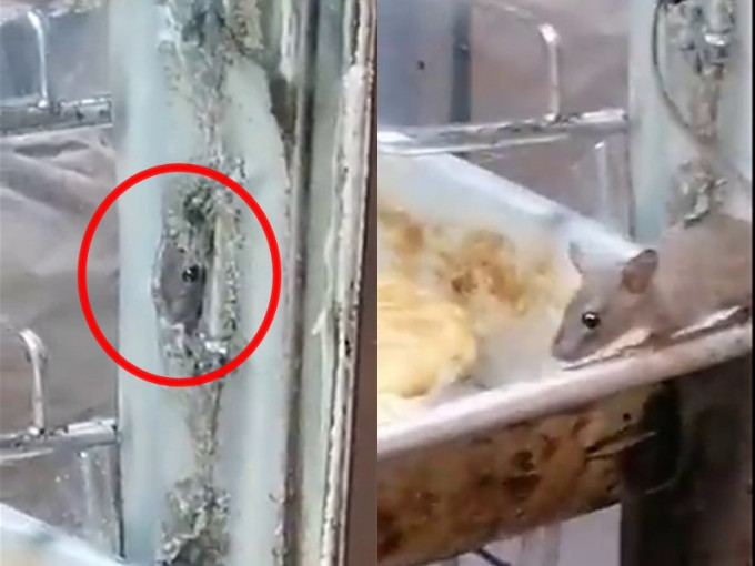 老鼠潜入食店面包柜偷食，网民称职员赶走老鼠了事。影片截图