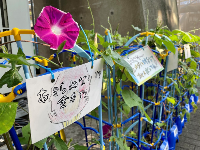 大部分奧運場館前，沿途都擺滿了一盤盤牽牛花。梁柏琛攝