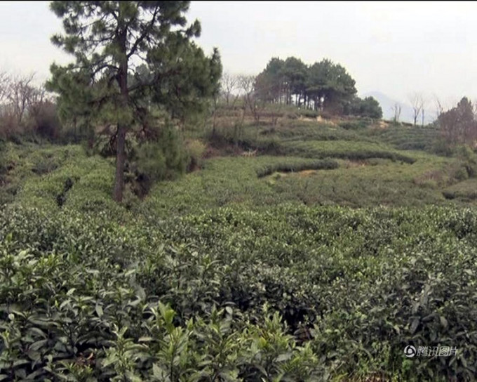 农妇在山上采茶时，竟被人当成野猪。图:腾讯