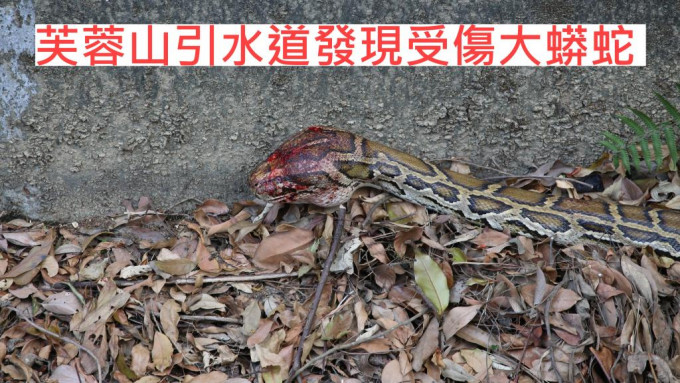 受伤蟒蛇被带到嘉道理农场治疗。