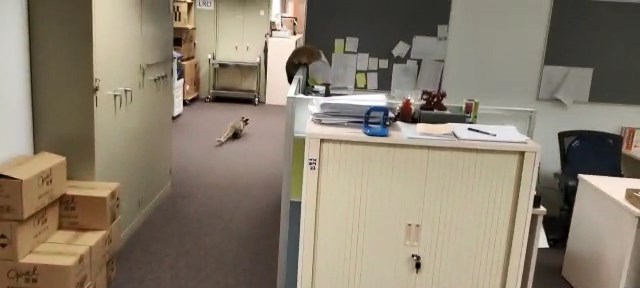 兩頭果子貍在辦公室奔跑，職員紛紛走避。網圖