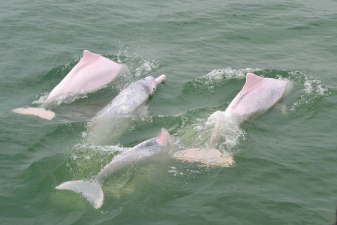 環保團體指本港水域中華白海豚的數目岌岌可危。（資料圖片）