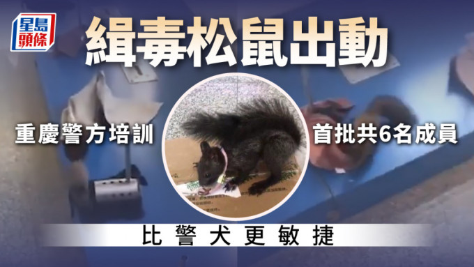 重庆警方培训出全国第一批缉毒松鼠。