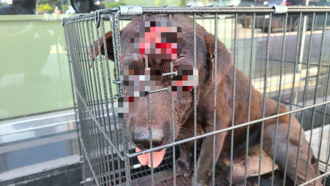 被虐待唐狗已经送往抢救。毛孩守护者facebook图片
