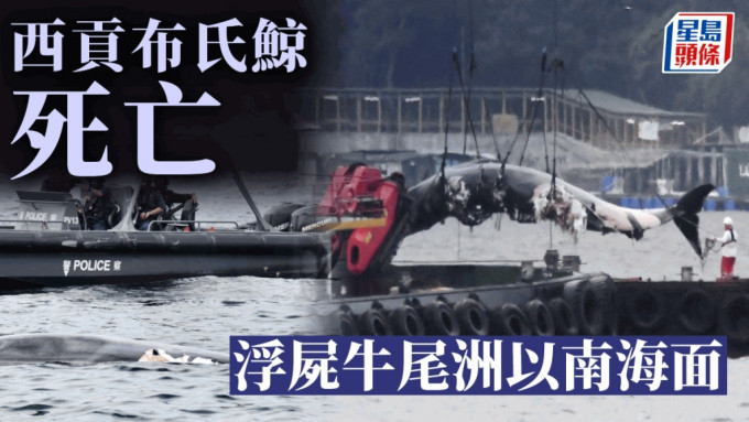 西贡鲸鱼．持续更新│鲸尸被吊上趸船 创口骇人 料拖至万宜西坝对开待查死因