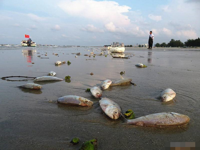 广西北海银滩现四公里死鱼。 网图