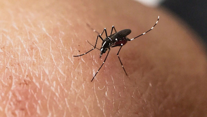 外地登革熱個案趨升，政府加強滅蚊。資料圖片