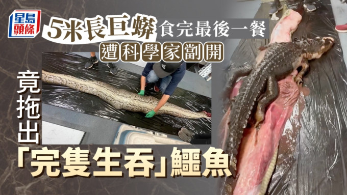 科学家剖开5公尺巨蟒，拖出完整鳄鱼，场面震撼。（影片截图）