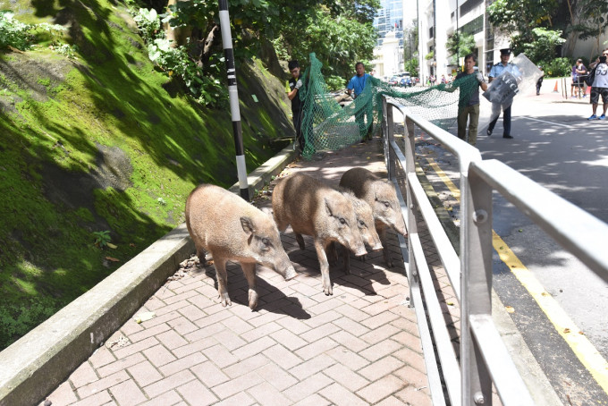 食環署呼籲市民不要餵飼野生動物。資料圖片