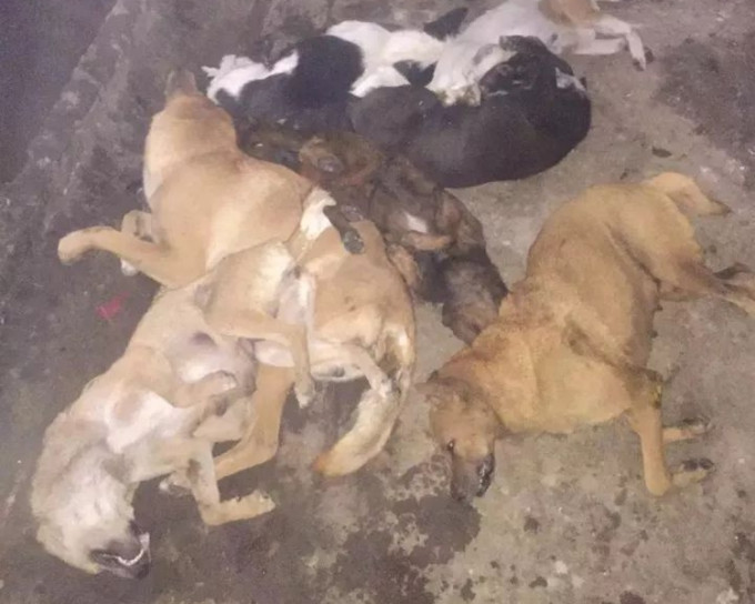屠狗場內的19隻狗均被人以十字弓射殺。