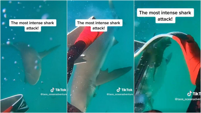 男子遇鯊魚襲擊，猛踢一腳脫險影片曝光。 taos_oceanadventure TikTok