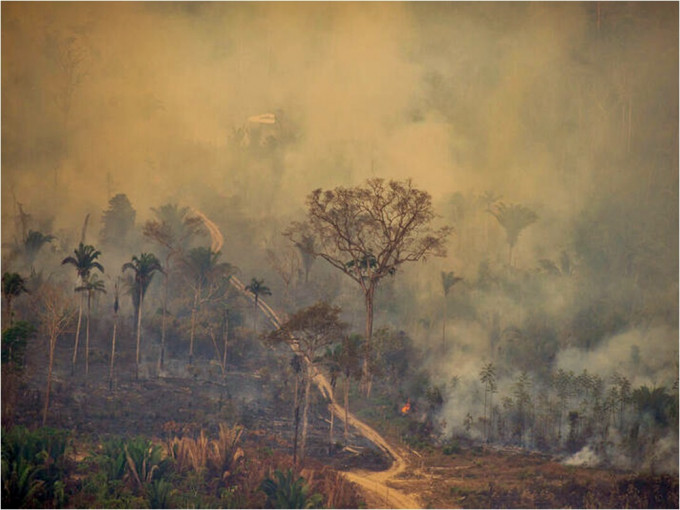 巴西亞馬遜雨林砍伐12年來最嚴重。Greenpeace圖片