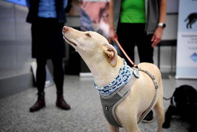 嗅探犬駐守芬蘭機場協助探測新冠病毒。 AP