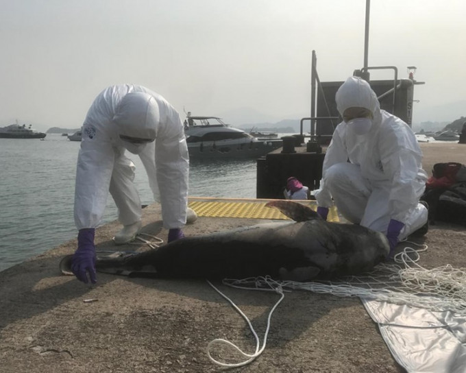 保育基金已把屍體帶回海洋公園作詳細化驗。
