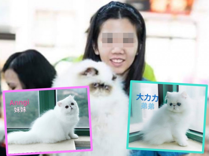 港女赴台偷两只逾2.5万港元波斯猫。Kay Chu图
