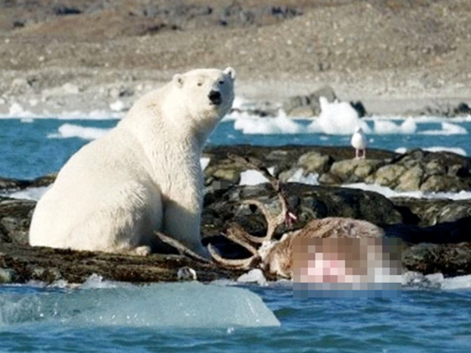 全球暖化被迫上岸找新猎物，北极熊捕食驯鹿画面曝光。网图