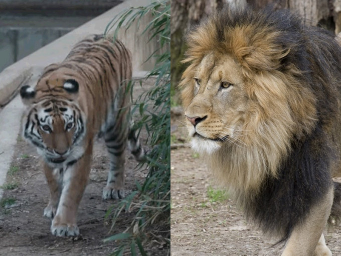 華盛頓國家動物園9獅子老虎證實感染了新冠肺炎。網圖