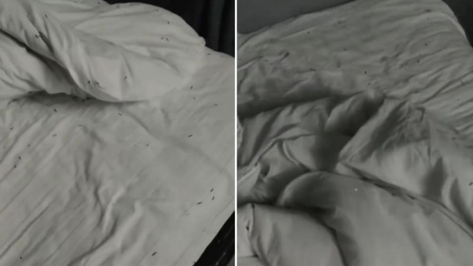 江西有男子入住宾馆，睡至半夜发现全床爬满小虫。