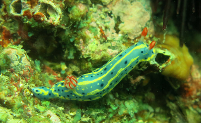 摄于浪茄湾的指标品种——海蛞蝓。