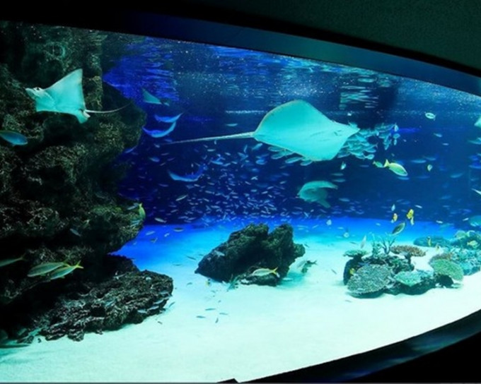日本「陽光國際水族館」大型水族箱池水缺氧，1235條魚窒息死亡。網圖