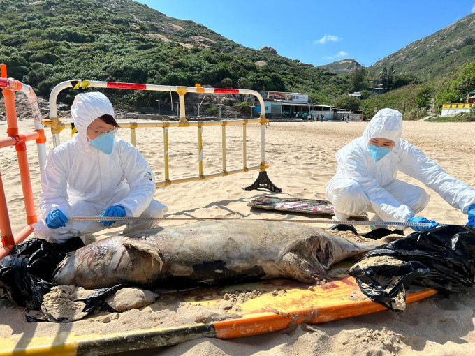 此为本年度第30宗鲸豚尸体搁浅事件。海洋公园保育基金提供