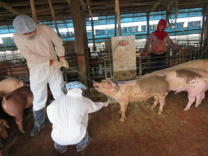 患者家中从事养猪业，但目前所检验的猪只皆未发现H1N2病毒。网上图片