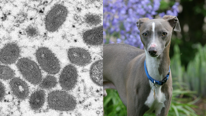 寵物犬與人同床後感染猴痘，成首宗人傳寵物猴痘病例。AP/iStock圖