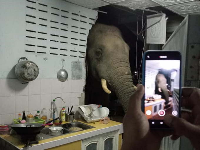 泰国巴蜀府华欣县有大象闯入当地民众的屋内觅食。网上图片